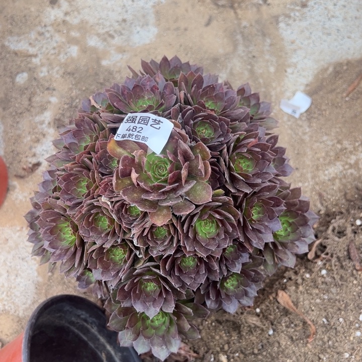 红魔手捧多肉植物482