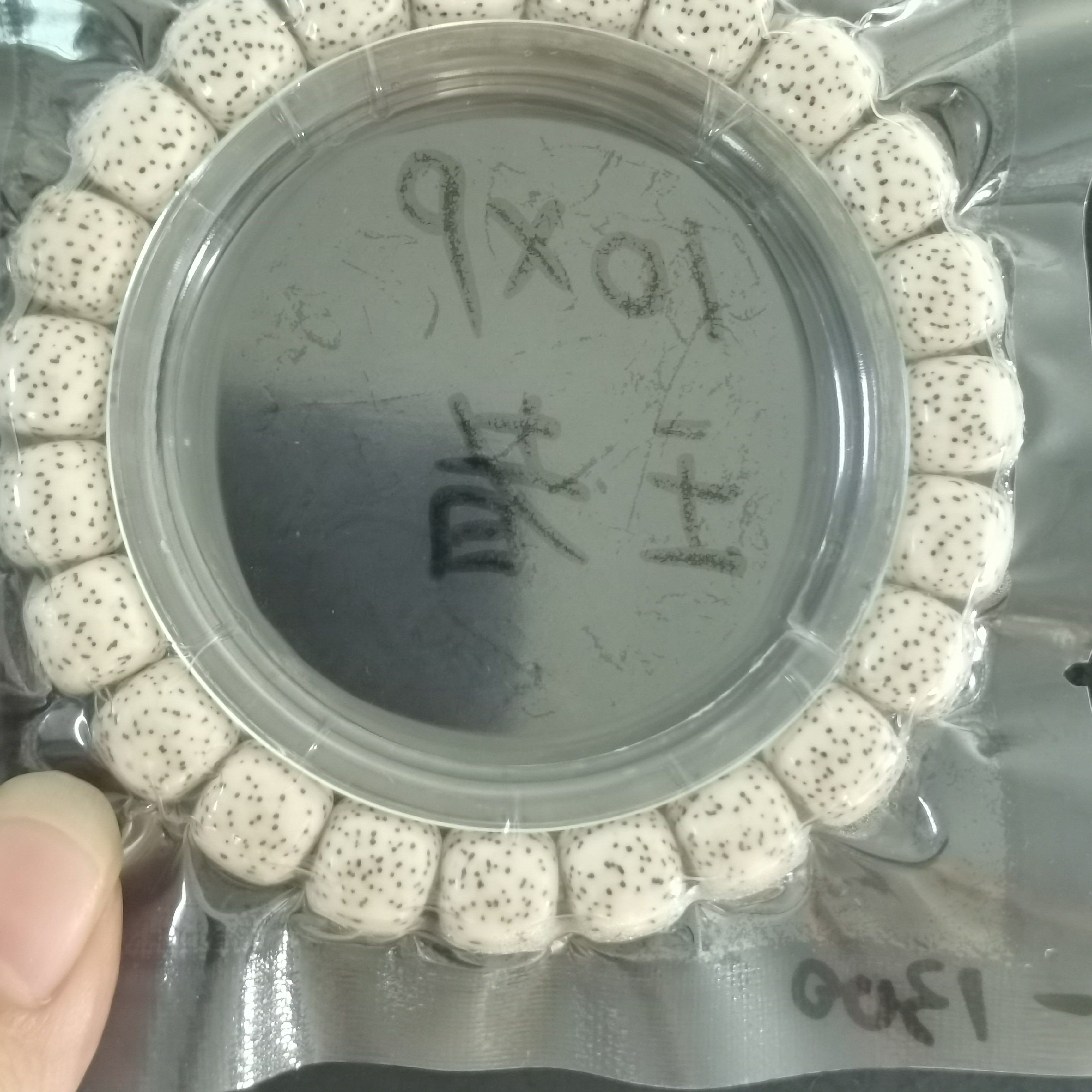 海南料原生态的星月菩提10-9同枝月留白王者星毕业高货