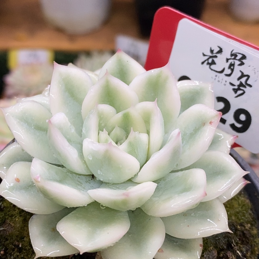 329月亮哈哈哈哈哈哈