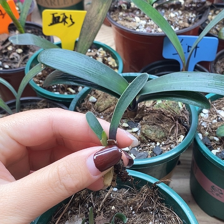 完全开放君子兰君子兰君子兰