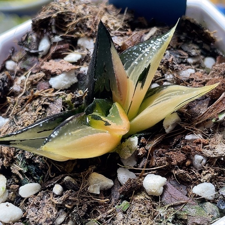 787白凤锦特选福利