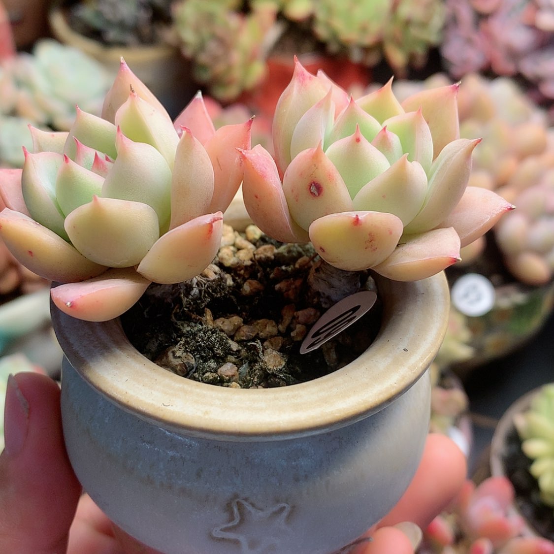 【闪购商品】楽*堇麦带盆