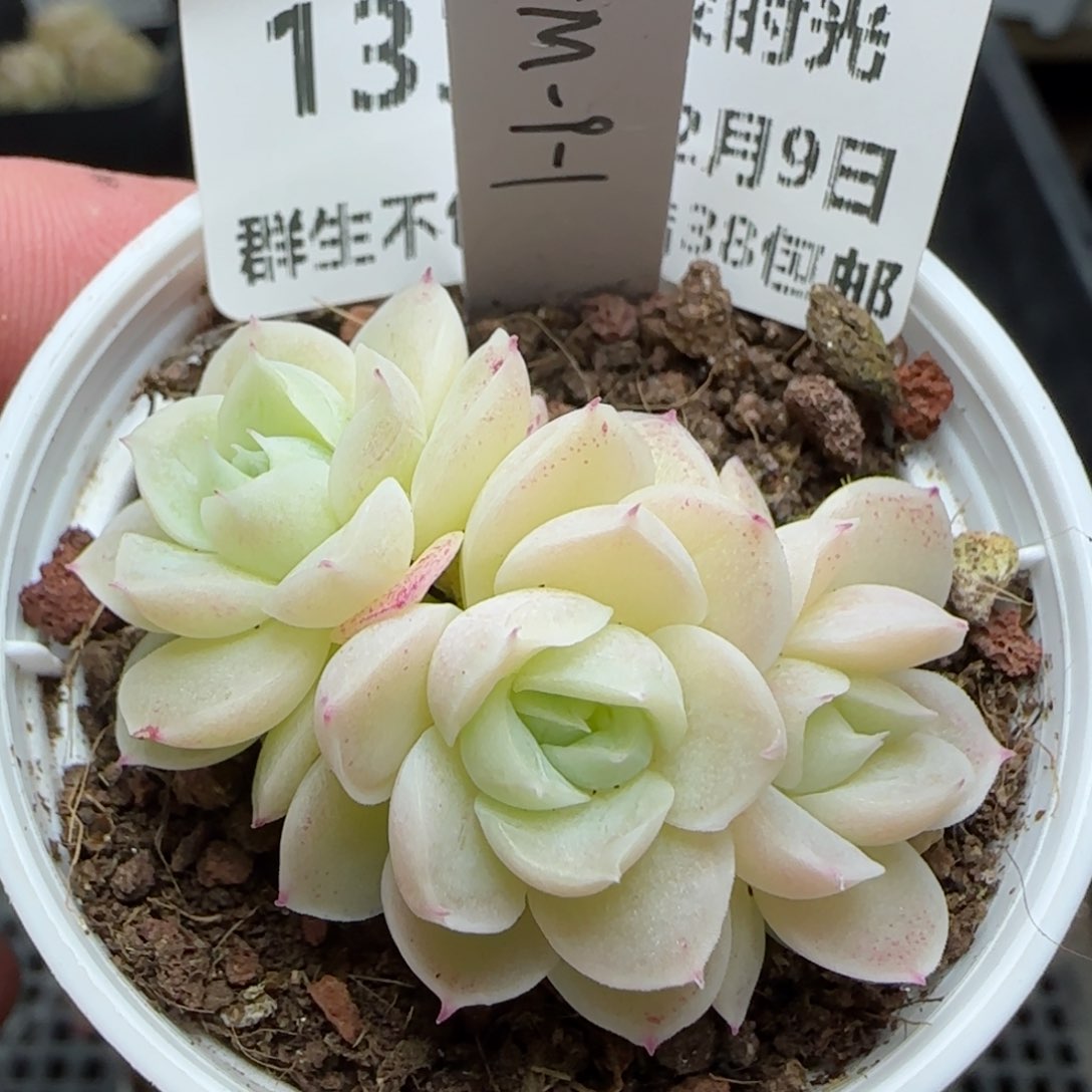 乔***?0209-133（FM-9-1）