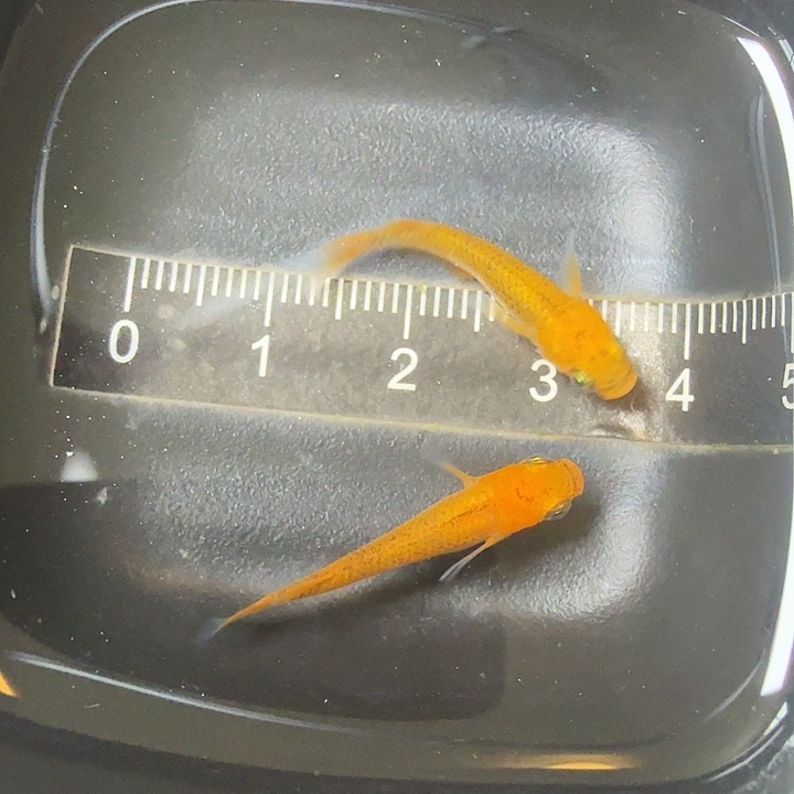 青鳉鱼86号拍品 王华