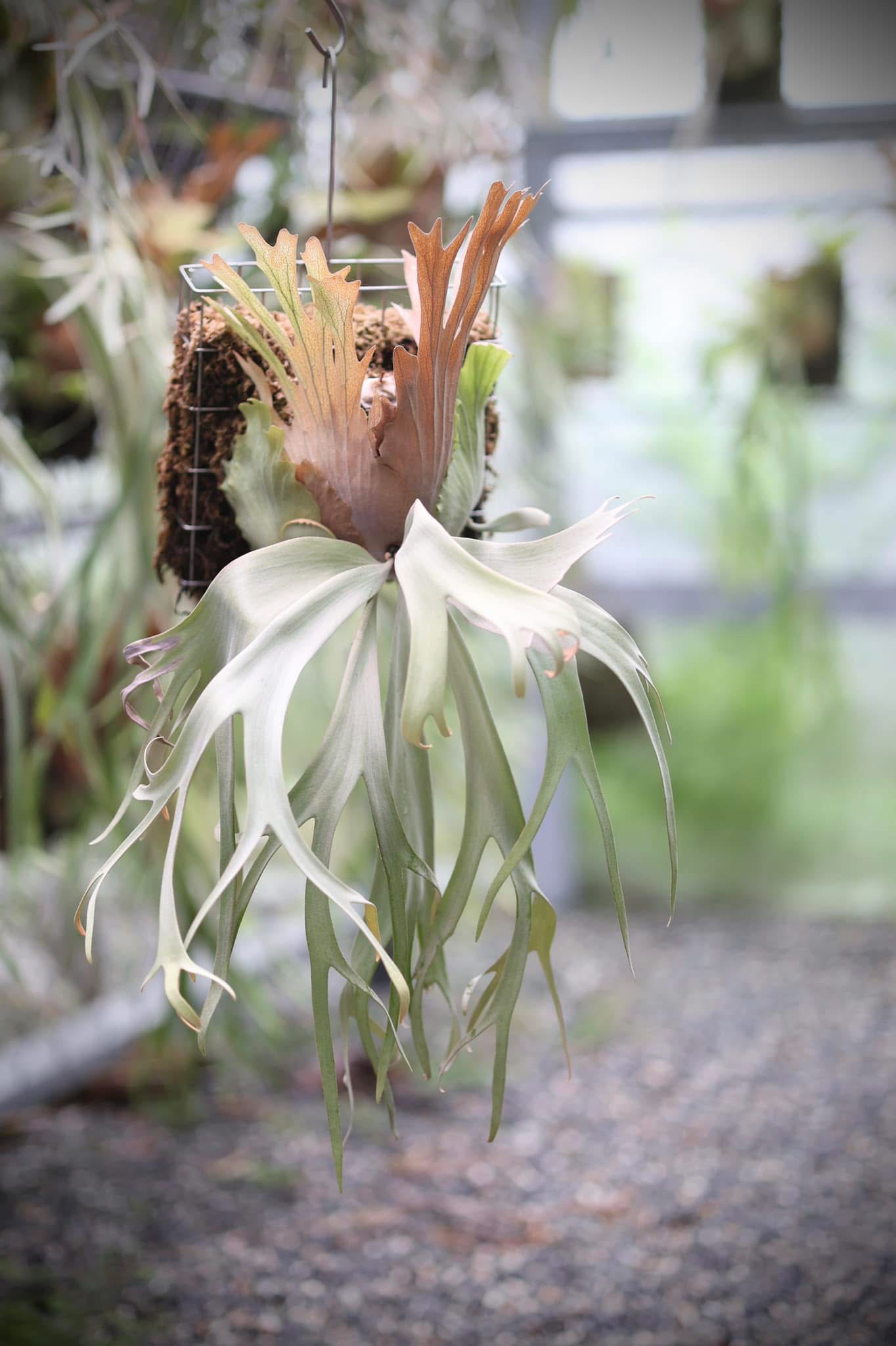 水汽鹿角蕨/Hey Sri/室内装饰墙挂/墙挂绿植盆栽