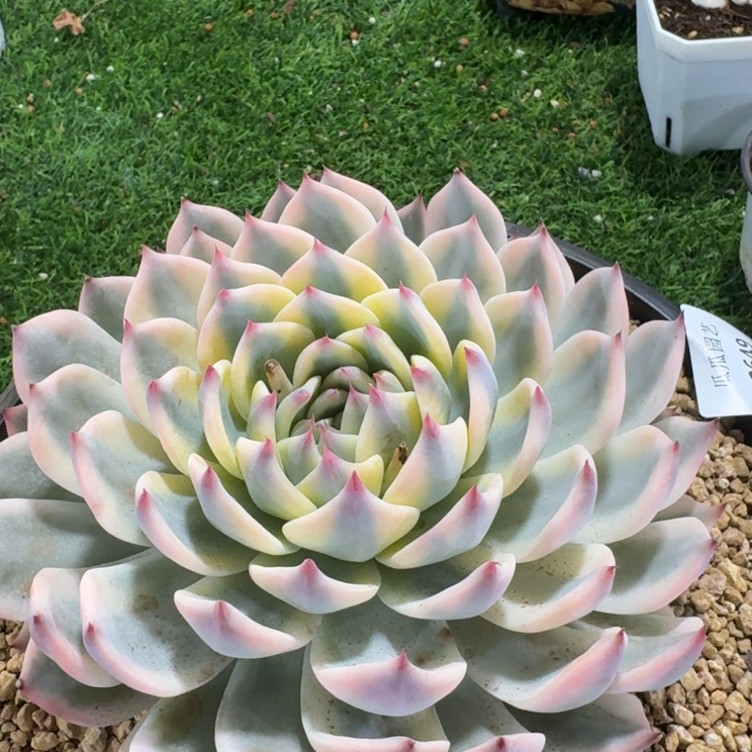 2649吉娃娃锦多肉植物的时候