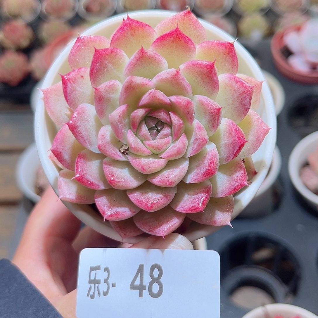 乐3-48 女王单头