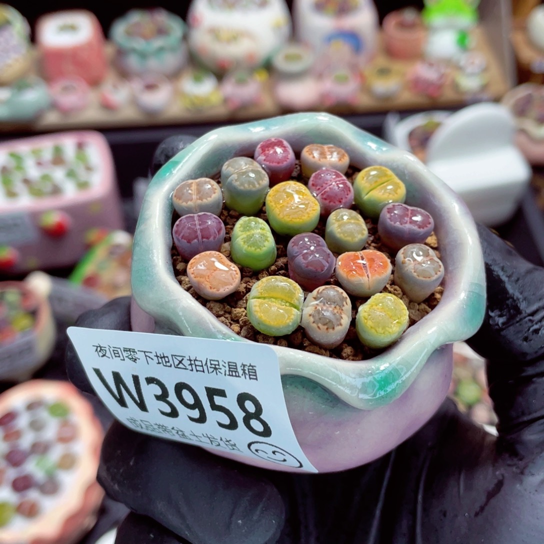 夜间零下地区拍保温箱w3958