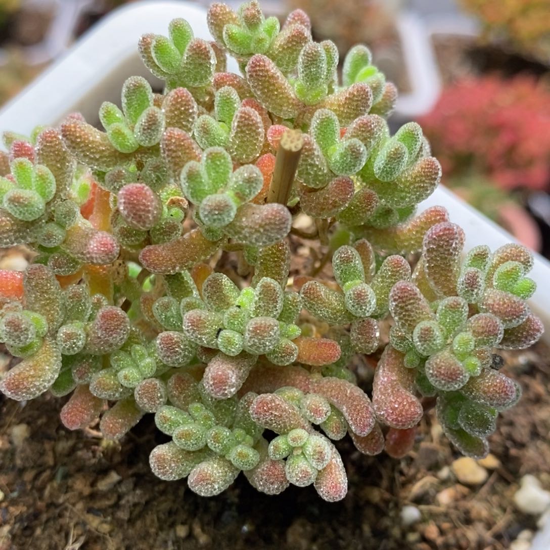 冰晶杂枝干番杏A174