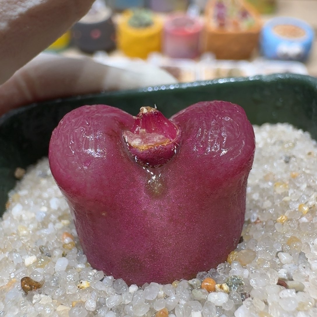 0114-15红李子肉锥