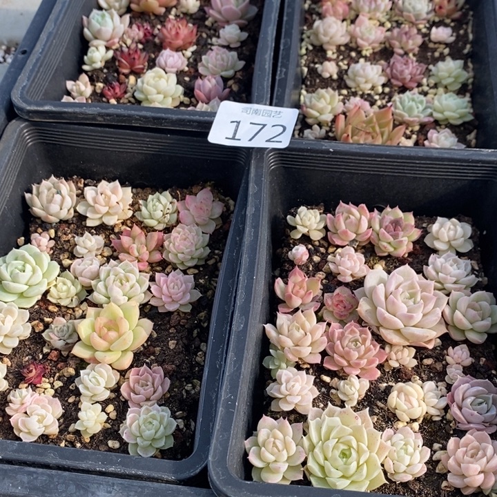 172 多肉植物盆栽花卉