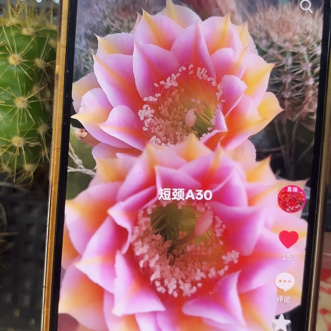 A30彩侧牙20包邮27