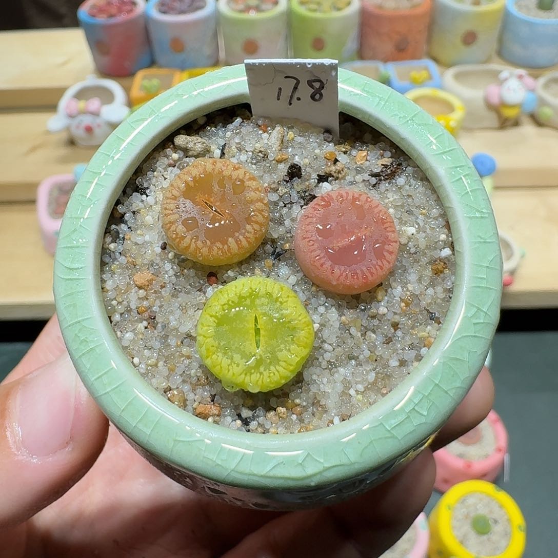 红陶蘑菇430彩虹日轮