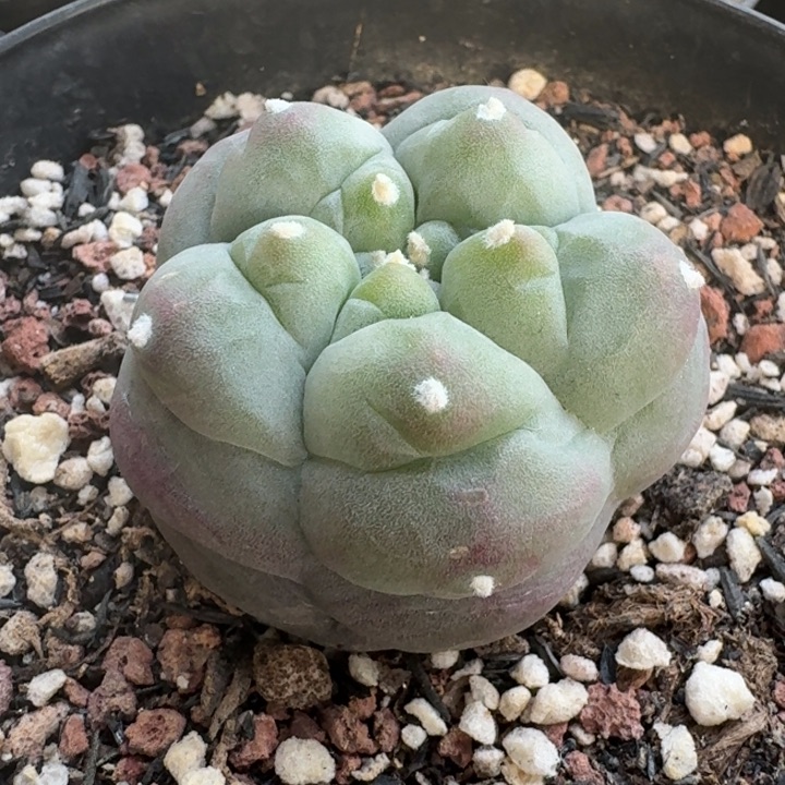 长谷川肋骨自跟仙人球