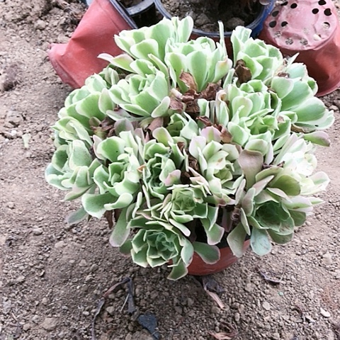 白凤玫瑰玫瑰玫瑰