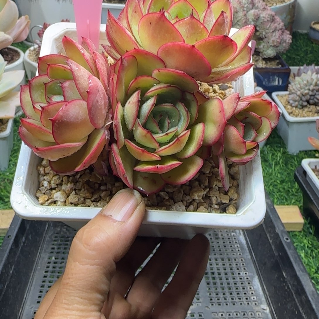 锦安精品多肉编号216