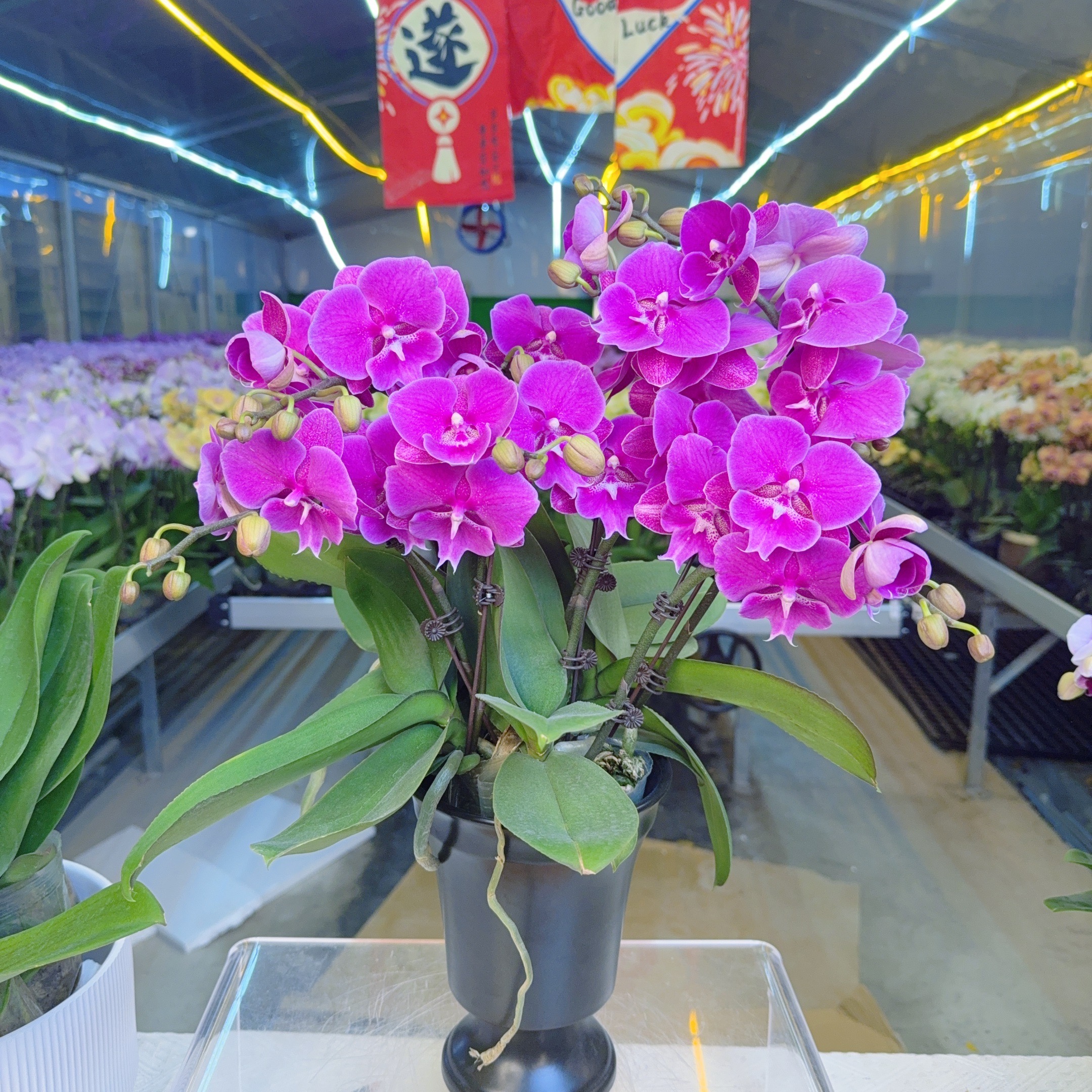 精选蝴蝶兰【大红豆】紫红色系桌面款年宵花 室内花卉绿植 基地直发