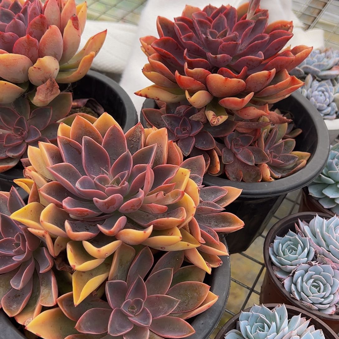 紫气东来多头群生老桩