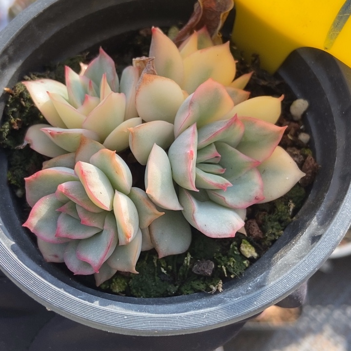 887月光女神锦多肉植物保护