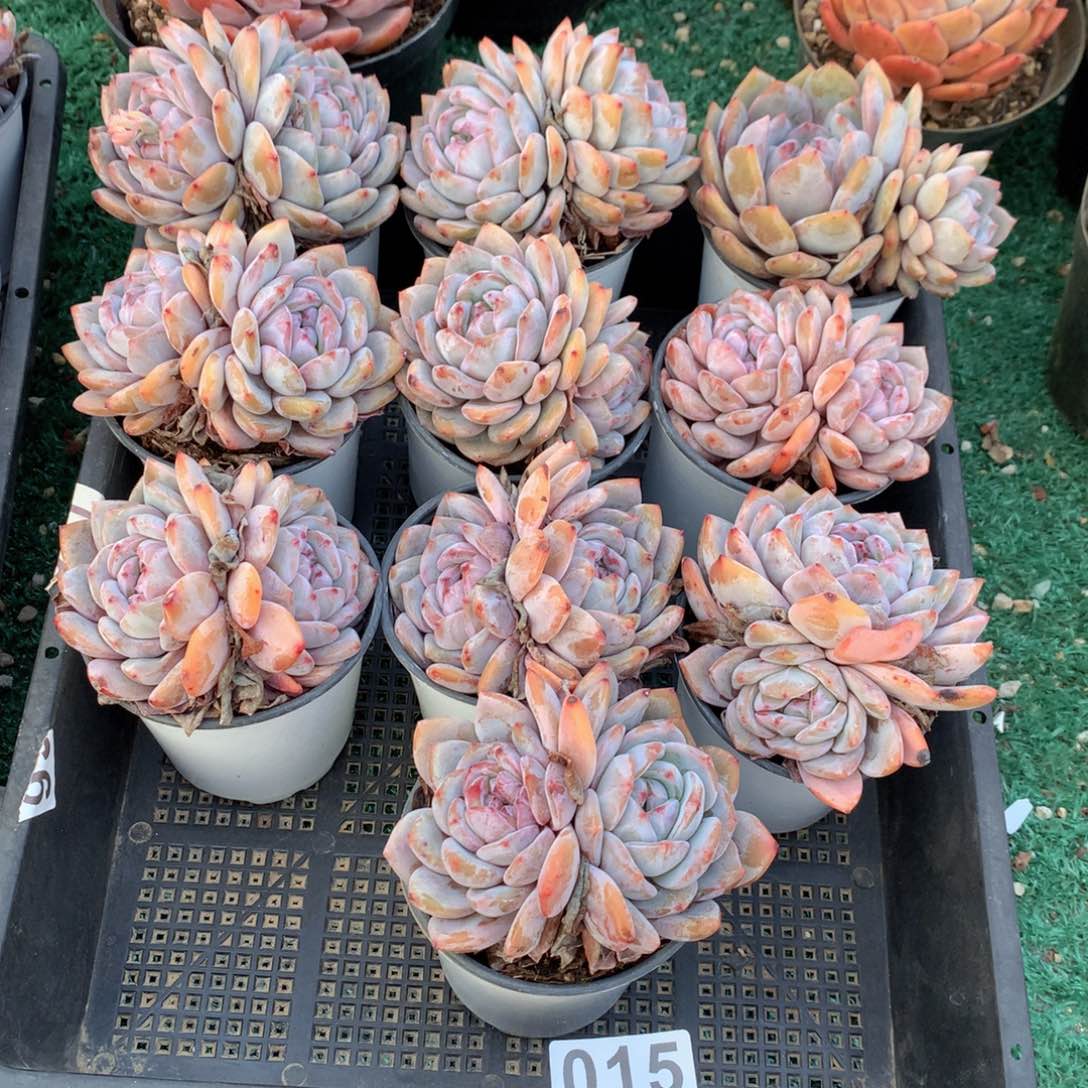 015橙子多肉植物组合