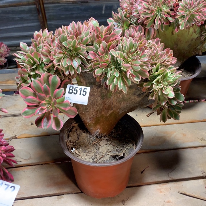 515女神缀多肉法师