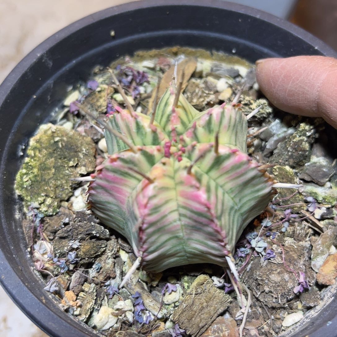母本级斑马大戟锦一物一拍