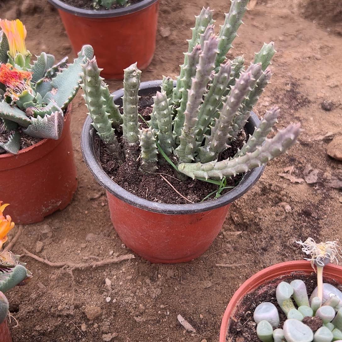多肉植物姬龙角开花