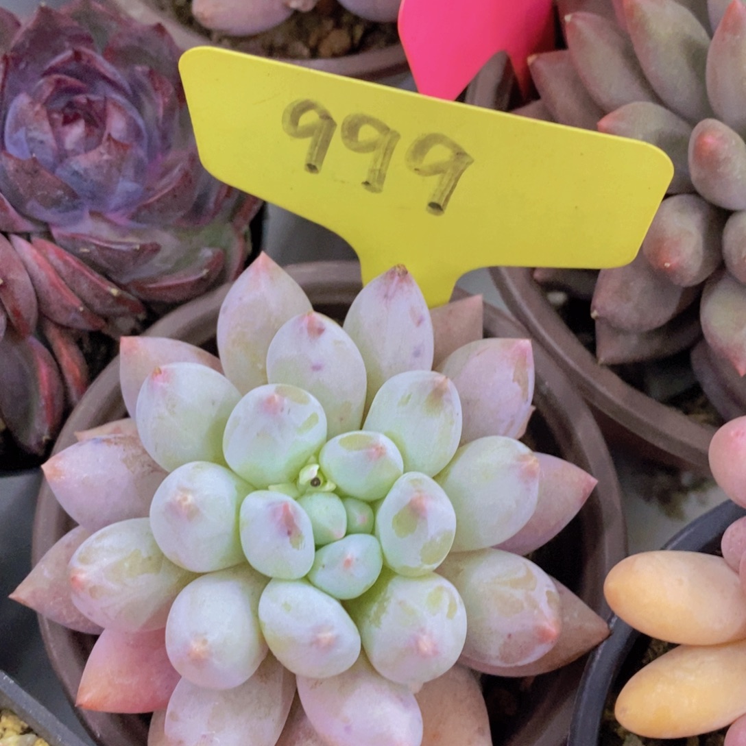 今天开心，精品多肉，一物一拍