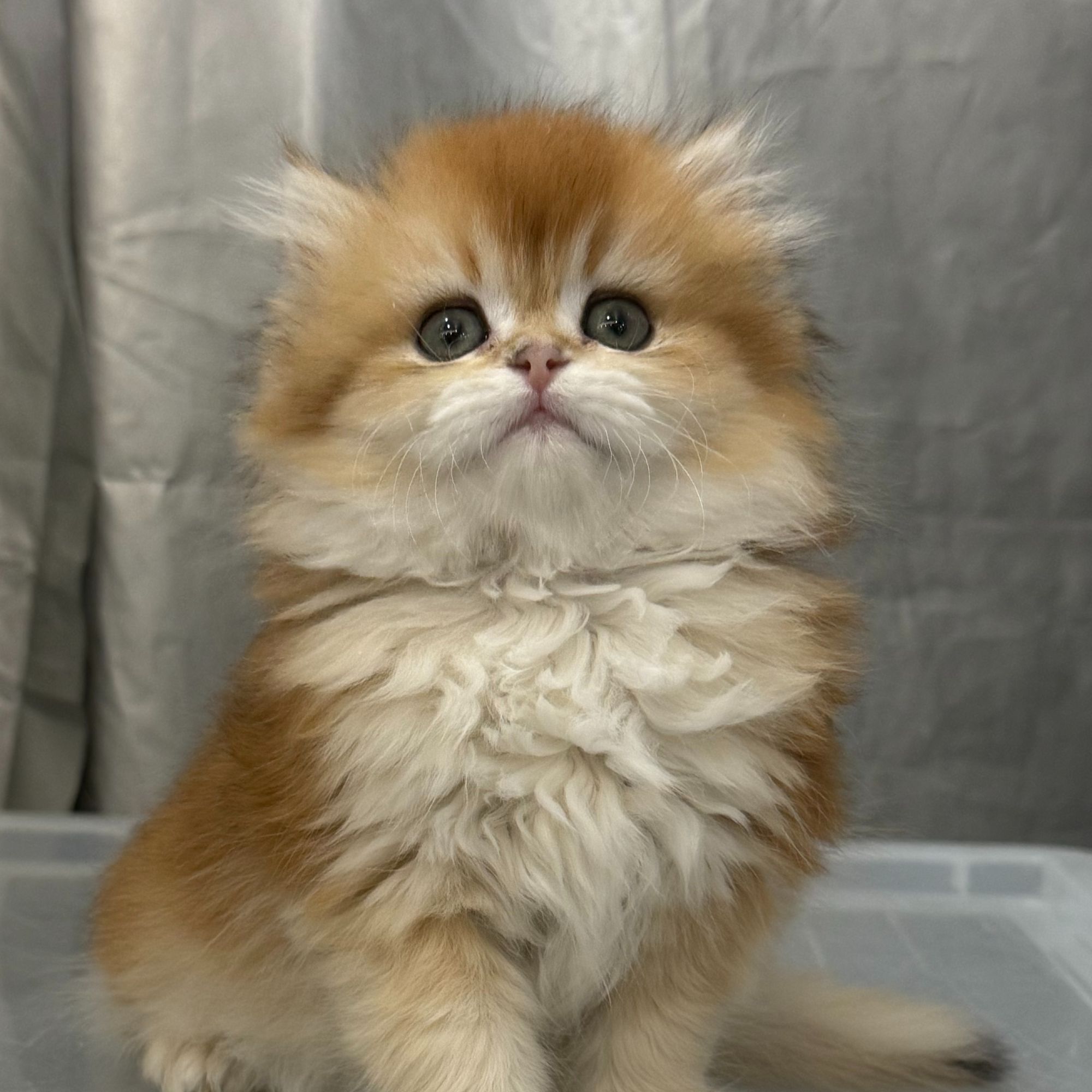 来了姊妹-金渐层英长猫 妹妹 15