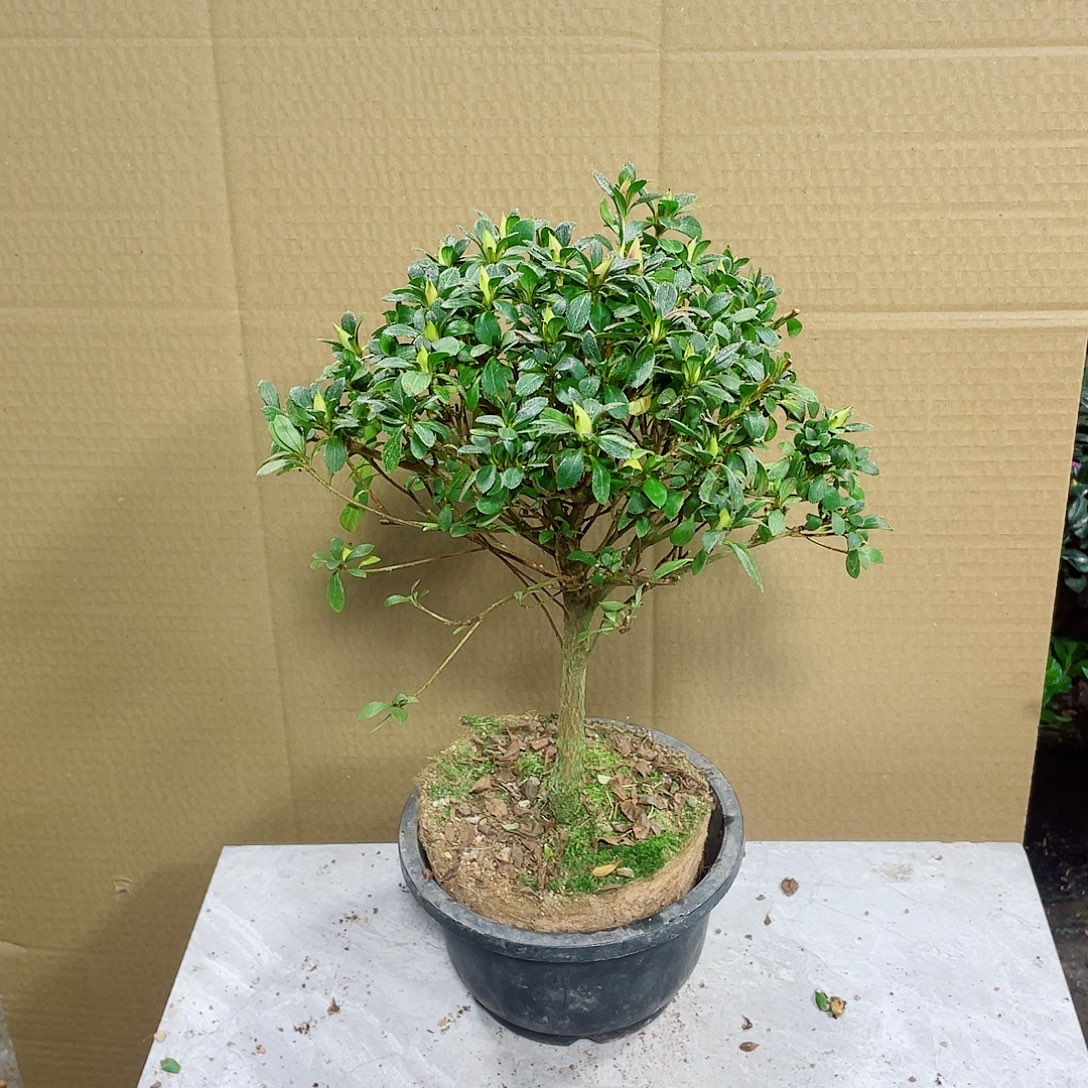 4***4完全开放娟之舞杜鹃