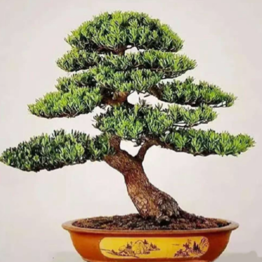 罗汉松绿植真树盆栽室内外四季常青可植物的盆景罗汉松罗汉松盆景