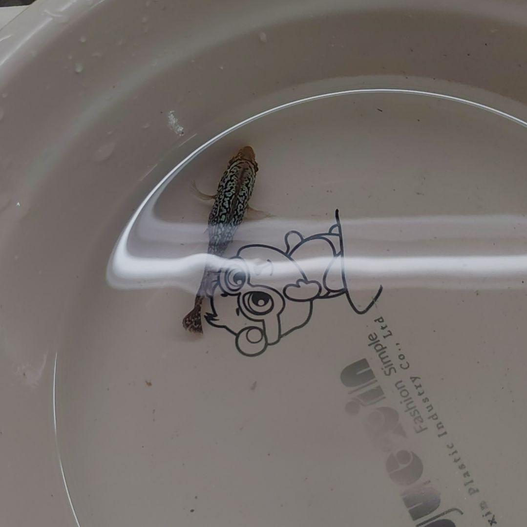 罗汉鱼鱼333333333333