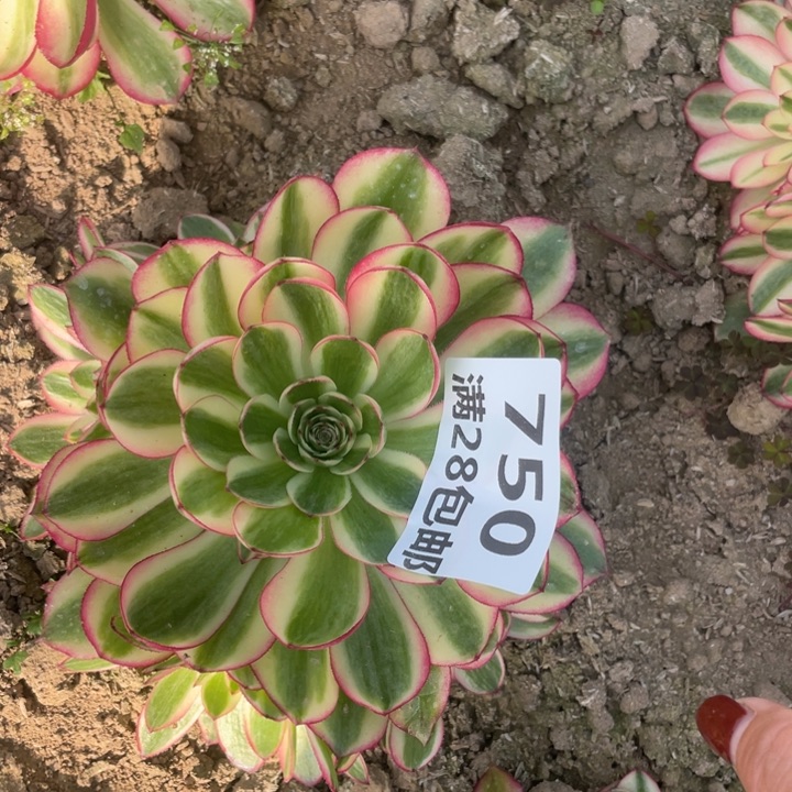 750荔枝多肉二号棚O