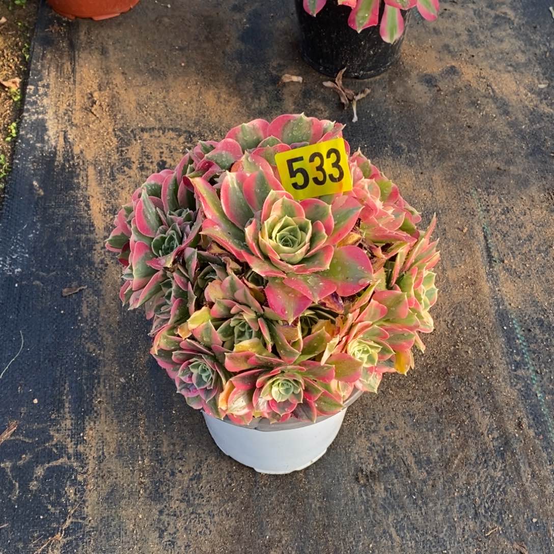 白凤多肉法师533