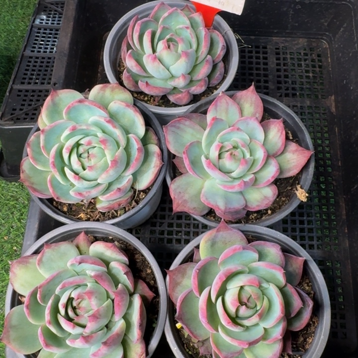 083多肉植物一物一拍