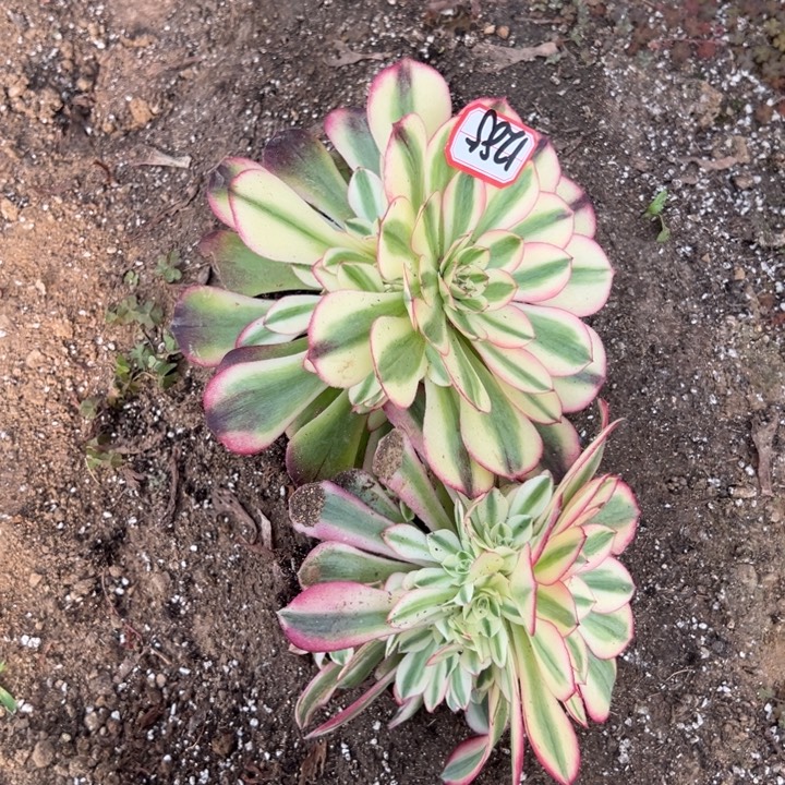 多肉植物1285不售后