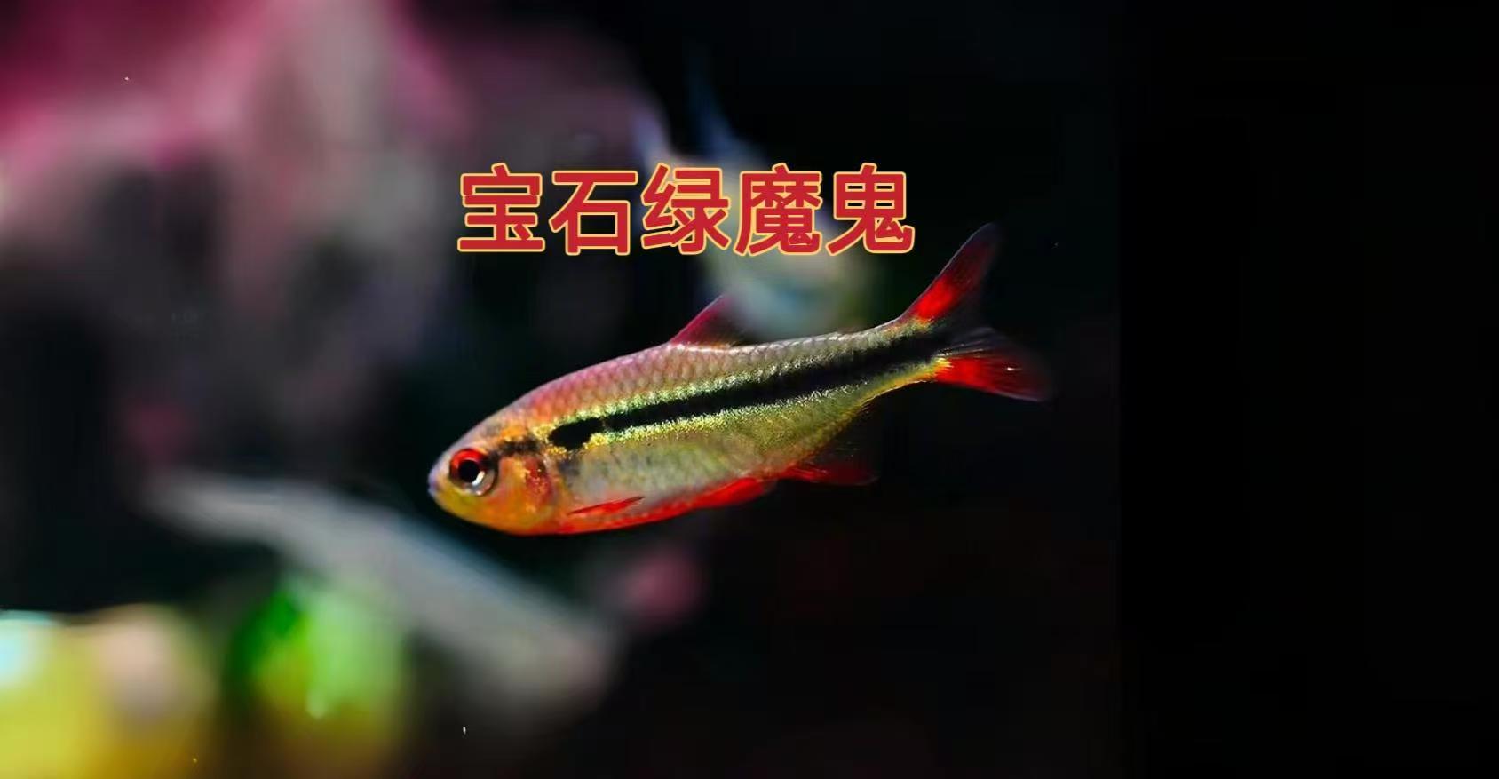 宝石绿魔鬼灯 热带观赏鱼 灯科小型鱼好养群游