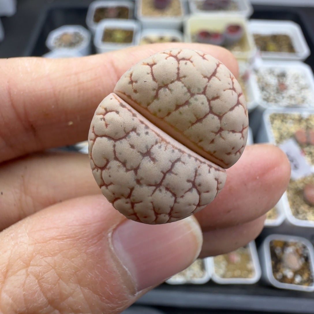 434 清框福利30包邮