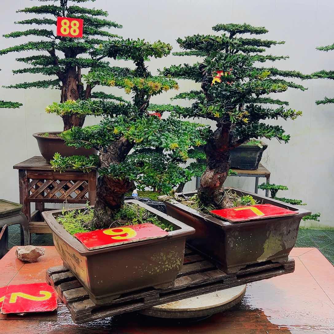 不开花植物罗汉松
