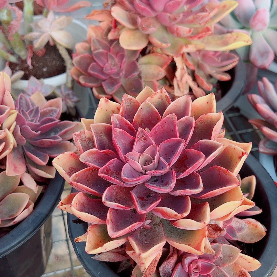 紫气东来多头群生精品特价