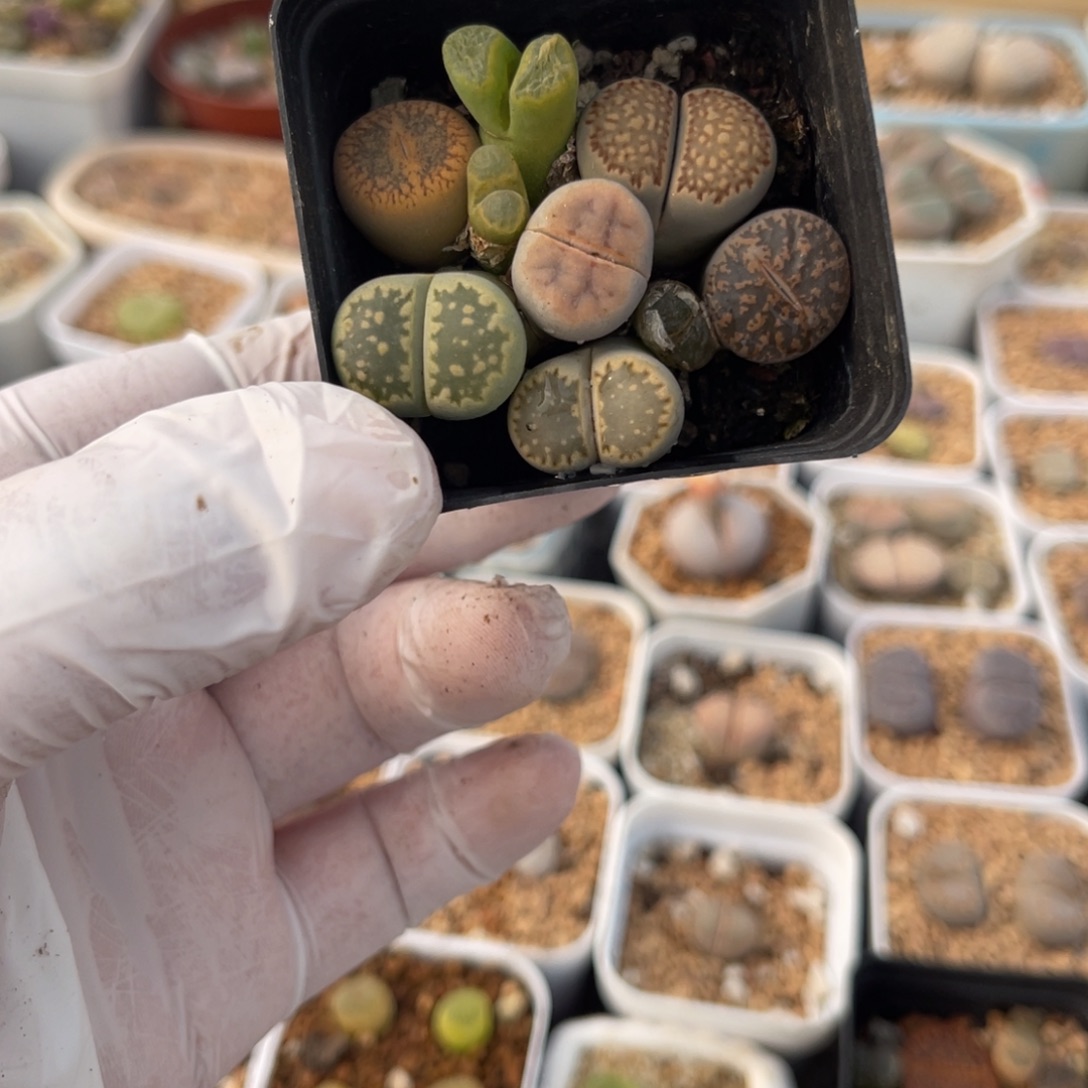 多肉植物一物一拍2