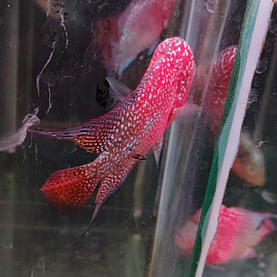 罗汉鱼22222222222222