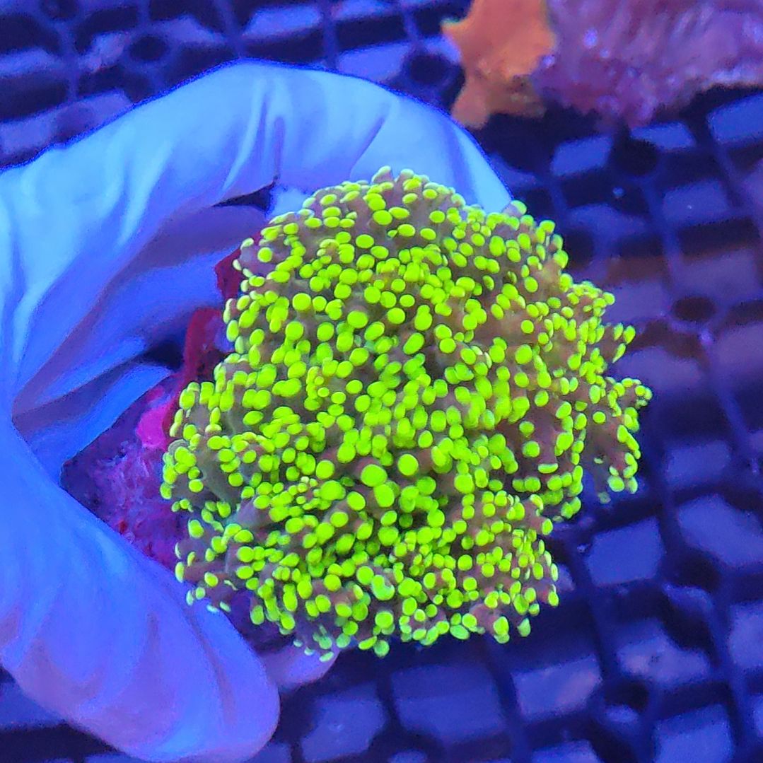 智海珊瑚不支持退货不包邮接受下单