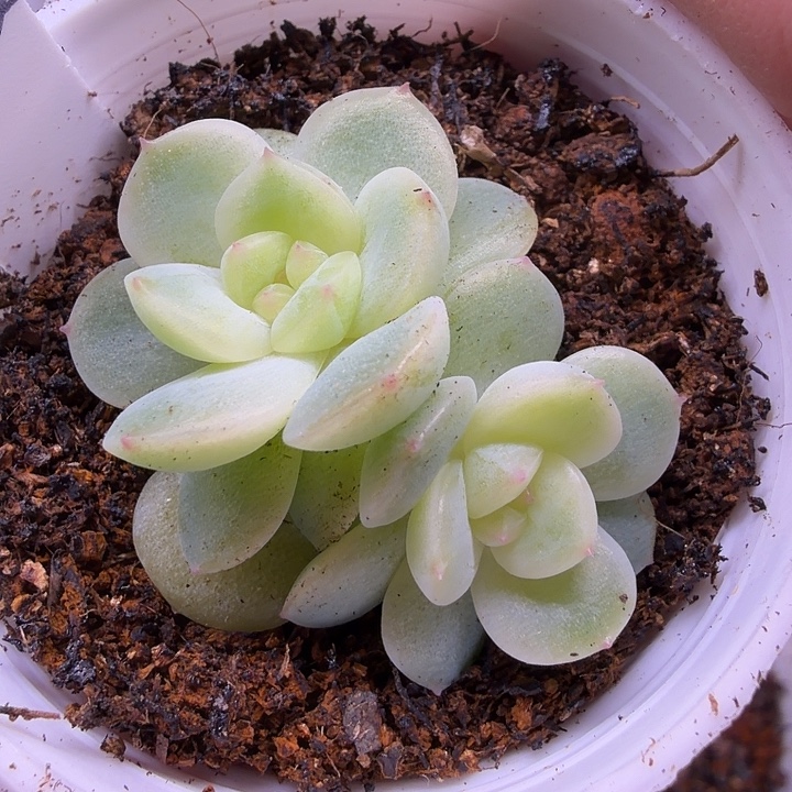 一生所爱五公分盆口双头