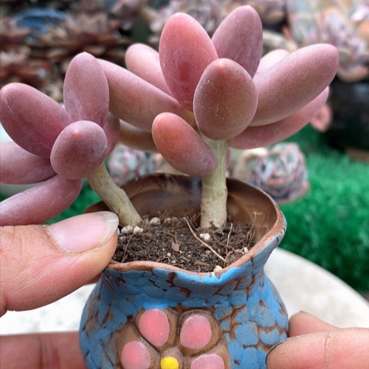 糖果美人带盆土多肉