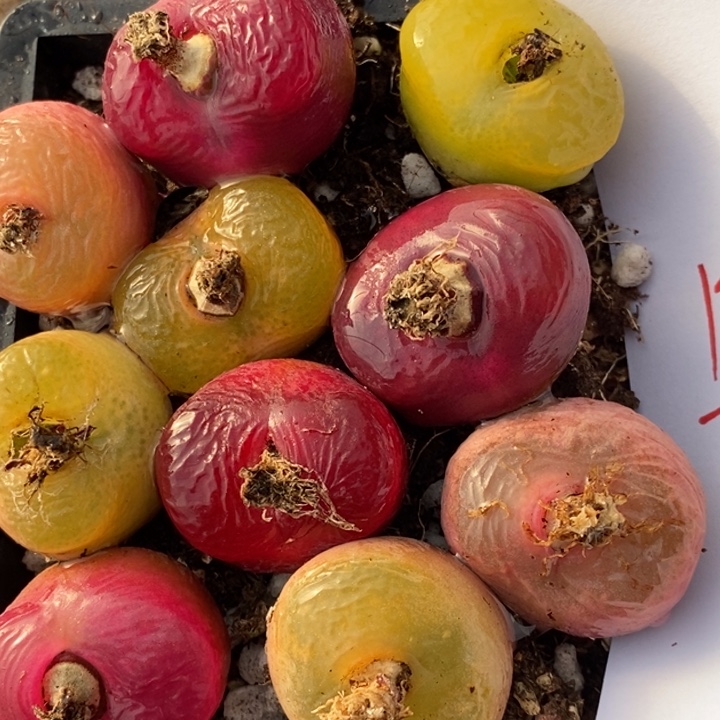 1724彩蟠桃一组一组