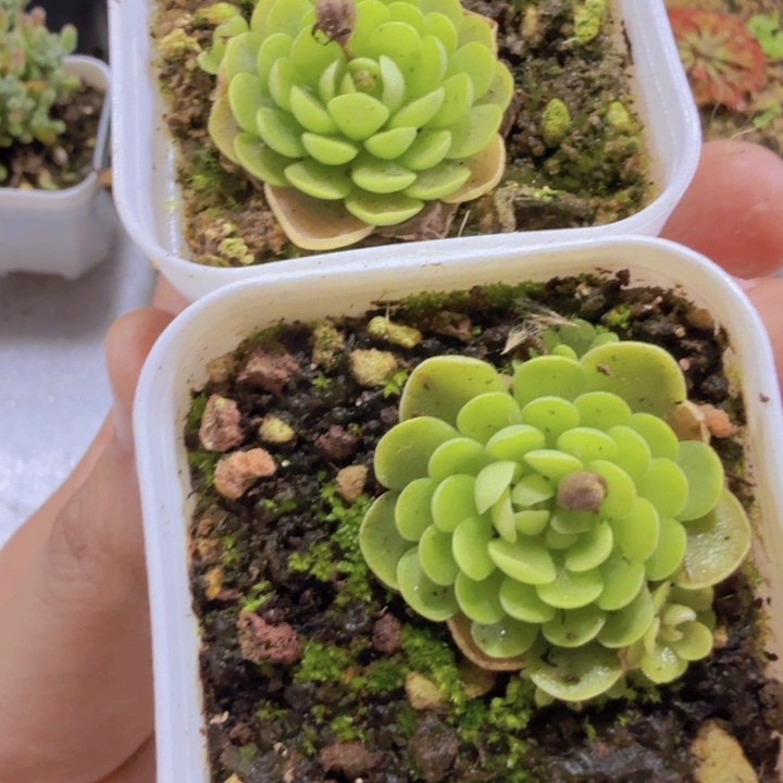 爱丽丝单头捕虫堇王炸