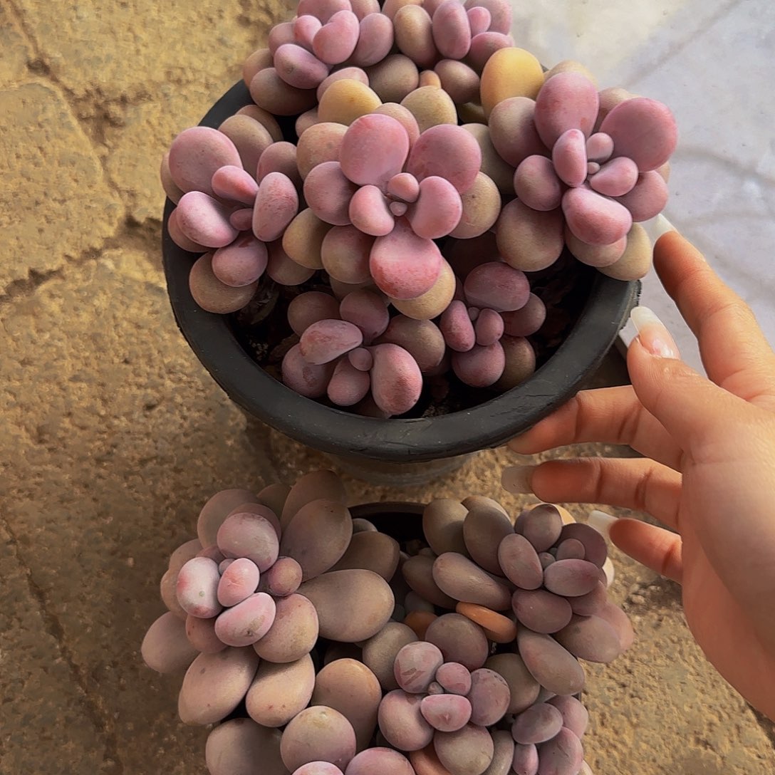 ****友两颗圆叶桃蛋多肉植物