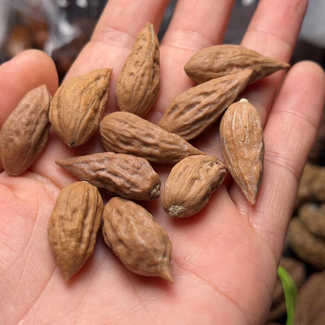 手串文玩核桃核桃76