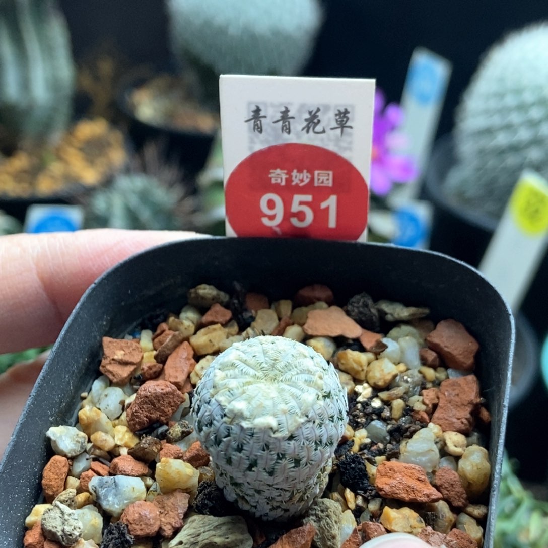 实生雪顶精巧殿一棵仙人球